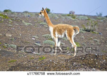 Stock Photo - Vicuna, side view. Fotosearch