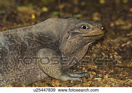 Virgin Islands rock iguana View Large Photo Image Stock Photo - Virgin Islands rock iguana. Fotosearch