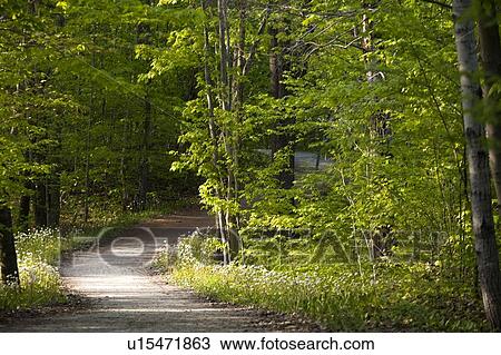Stock Image - Waterloo, Ontario, Canada, A Tree Lined Path. Fotosearch