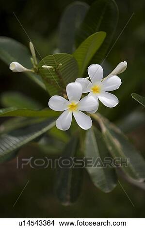 White flowers View Large Photo Image Picture - White flowers. Fotosearch