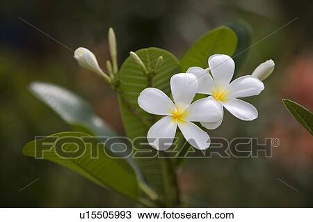 White flowers View Large Photo Image Stock Image - White flowers. Fotosearch
