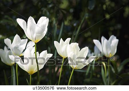 White flowers View Large Photo Image Stock Photograph - White flowers. Fotosearch