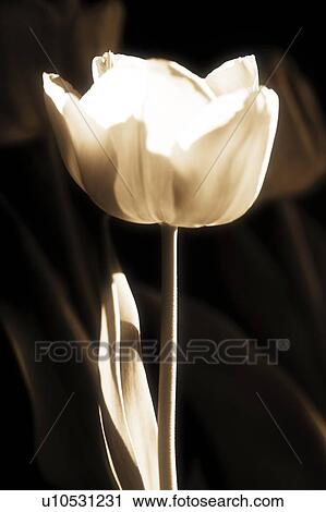 White tulip View Large Photo Image Stock Image - White tulip. Fotosearch