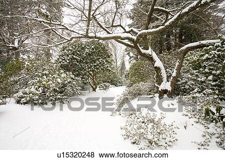 Winter snow, Portland Park, Oregon, USA View Large Photo Image Stock Photo - Winter snow, Portland Park, Oregon, USA . Fotosearch