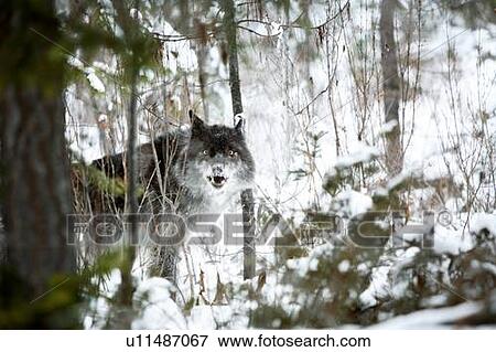 Wolf in the snow View Large Photo Image Stock Photo - Wolf in the snow. Fotosearch