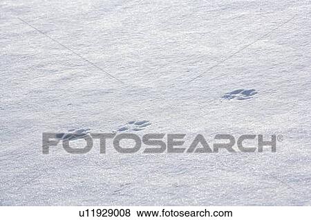 Wolf tracks in the snow View Large Photo Image Stock Photo - Wolf tracks in the snow. Fotosearch