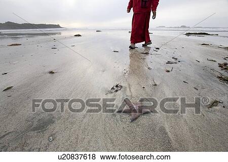 Stock Photo - Woman walking by starfish on beach. Fotosearch