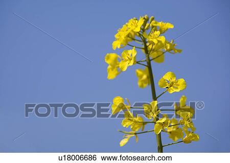 Yellow flowers View Large Photo Image Stock Photograph - Yellow flowers. Fotosearch