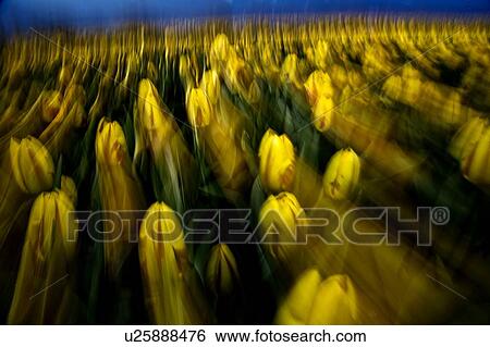Stock Photograph - Yellow tulips. Fotosearch