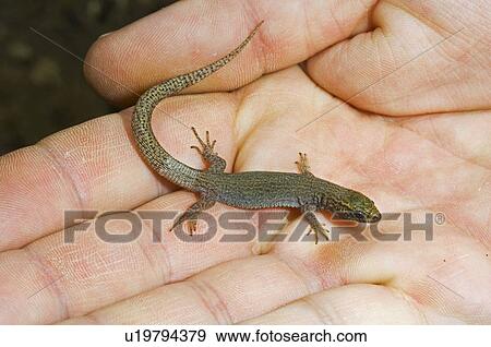 Stock Photo - Yucca night lizard (Xantusia vigilis) being held. Fotosearch