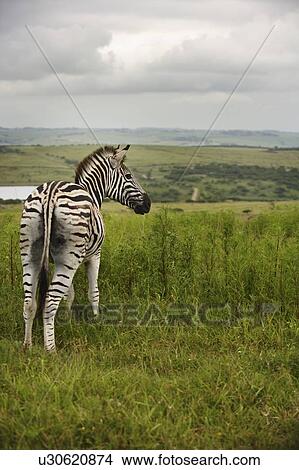 Picture - Zebra (Hippotigris Dolichohippus) . Fotosearch