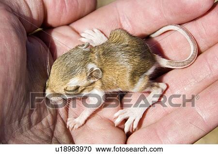 Stock Image - A baby chisel-toothed kangaroo rat (Dipodomys microps) being held in a hand . Fotosearch