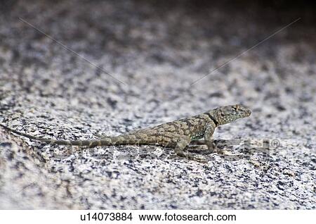 Picture - A banded rock lizard (Petrosaurus mearnsi mearnsi) . Fotosearch