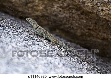 A banded rock lizard (Petrosaurus mearnsi) View Large Photo Image Stock Image - A banded rock lizard (Petrosaurus mearnsi) . Fotosearch