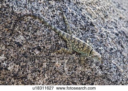 A banded rock lizard (Petrosaurus mearnsi) basking on a boulder View Large Photo Image Stock Photo - A banded rock lizard (Petrosaurus mearnsi) basking on a boulder. Fotosearch