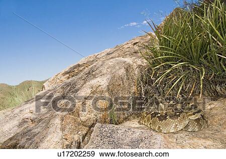 A black-tailed rattlesnake (Crotalus molossus) coiled on a large boulder View Large Photo Image Stock Photo - A black-tailed rattlesnake (Crotalus molossus) coiled on a large boulder. Fotosearch