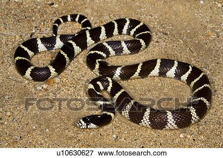 A California kingsnake (Lampropeltis getula californiae), Mojave desert, California, USA View Large Photo Image Stock Photo - A California kingsnake (Lampropeltis getula californiae), Mojave desert, California, USA. Fotosearch