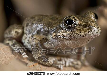 Stock Image - A California tree frog (Pseudacris cadaverina), California, USA; frog perched on some leaves . Fotosearch