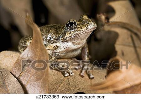 A California tree frog (Pseudacris cadaverina), California, USA; frog perched on some leaves View Large Photo Image Stock Photo - A California tree frog (Pseudacris cadaverina), California, USA; frog perched on some leaves . Fotosearch