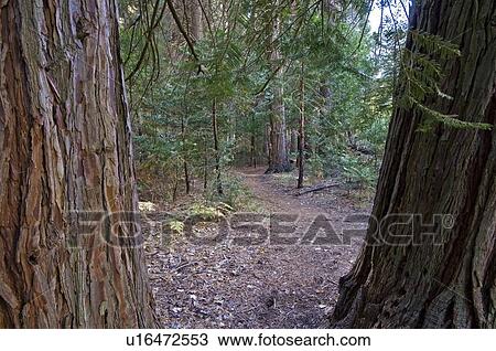 A clearing in Kings Canyon National Park, California, USA View Large Photo Image Stock Image - A clearing in Kings Canyon National Park, California, USA . Fotosearch