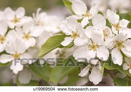 A cluster of white flowers View Large Photo Image Picture - A cluster of white flowers. Fotosearch