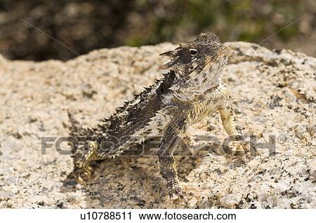 A coast horned lizard (Phrynosoma coronatum) basking on a boulder View Large Photo Image Stock Image - A coast horned lizard (Phrynosoma coronatum) basking on a boulder . Fotosearch