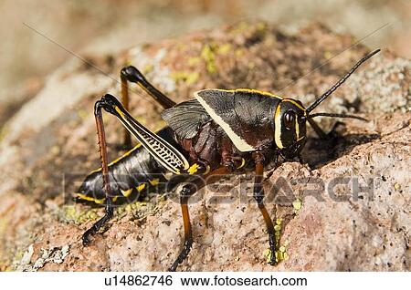Stock Photograph - A colorful lubber grasshopper (Brachystola magna) walking on a boulder . Fotosearch