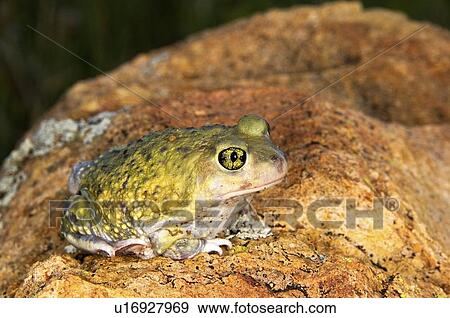 Stock Photo - A Couch's spadefoot toad (Scaphiopus couchi) sitting on a boulder . Fotosearch