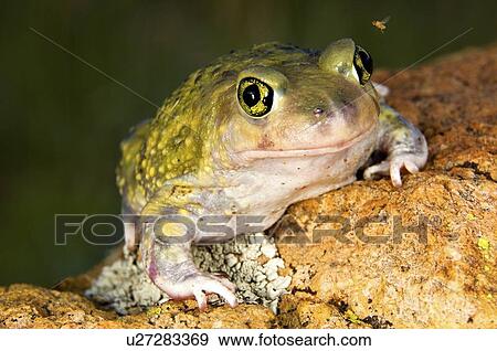 A Couch's spadefoot toad (Scaphiopus couchi) sitting on a boulder View Large Photo Image Stock Photo - A Couch's spadefoot toad (Scaphiopus couchi) sitting on a boulder . Fotosearch