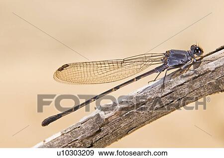 A Damselfly (Zygoptera) perched on a branch View Large Photo Image Stock Photo - A Damselfly (Zygoptera) perched on a branch . Fotosearch