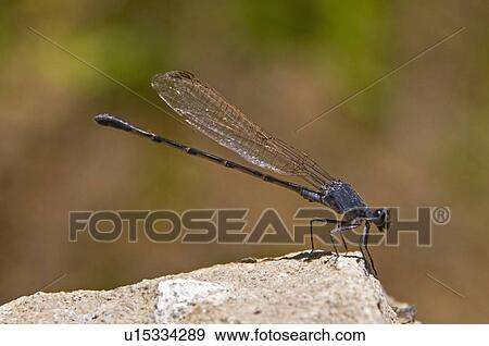 A damselfly (Zygoptera) perched on a boulder View Large Photo Image Stock Photo - A damselfly (Zygoptera) perched on a boulder . Fotosearch