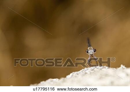 Stock Photograph - A damselfly (Zygoptera) perched on a boulder . Fotosearch