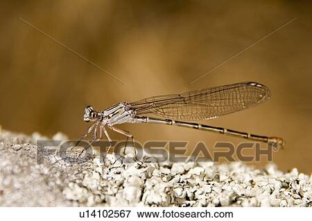 A damselfly (Zygoptera) View Large Photo Image Stock Photo - A damselfly (Zygoptera) . Fotosearch