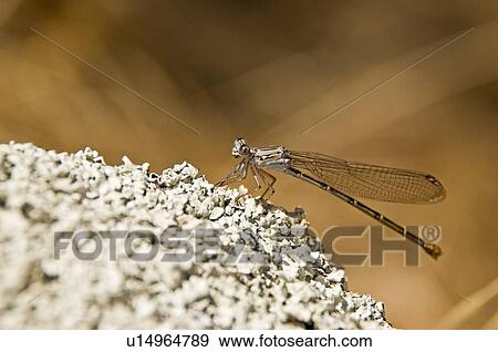 Stock Photo - A damselfly (Zygoptera). Fotosearch