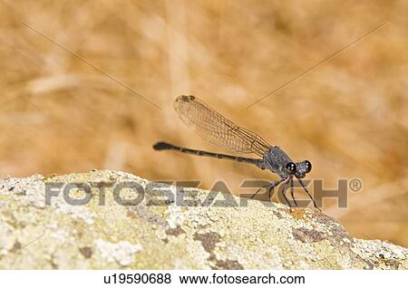 A damselfly (Zygoptera) View Large Photo Image Stock Photo - A damselfly (Zygoptera) . Fotosearch
