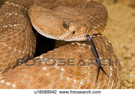 Stock Image - A defensive red diamond rattlesnake (Crotalus ruber). Fotosearch