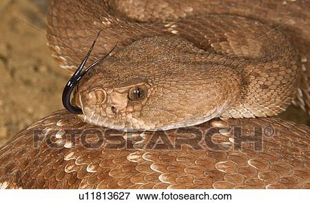 A defensive red diamond rattlesnake (Crotalus ruber) View Large Photo Image Stock Photo - A defensive red diamond rattlesnake (Crotalus ruber). Fotosearch