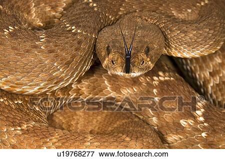A defensive red diamond rattlesnake (Crotalus ruber) View Large Photo Image Stock Photo - A defensive red diamond rattlesnake (Crotalus ruber). Fotosearch