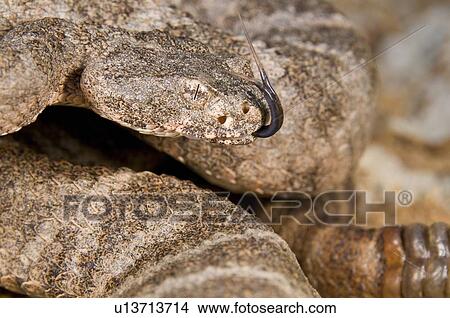A defensive tiger rattlesnake (Crotalus tigris) View Large Photo Image Picture - A defensive tiger rattlesnake (Crotalus tigris) . Fotosearch