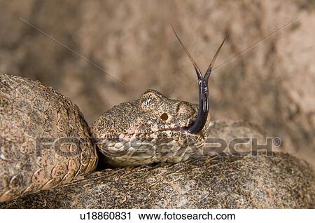 Stock Image - A defensive tiger rattlesnake (Crotalus tigris) . Fotosearch