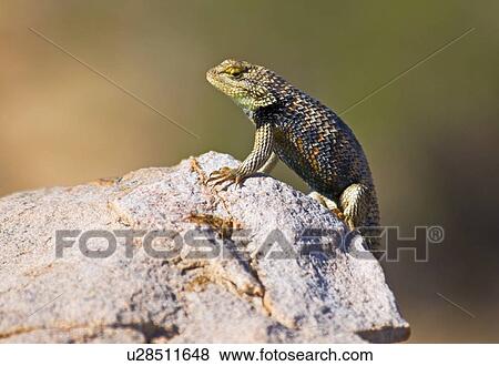 Stock Photo - A desert spiny lizard (Sceloporus magister uniformis) . Fotosearch