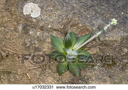 Stock Image - A dudleya growing on a cliff . Fotosearch