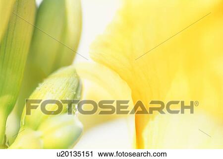 Stock Image - A floral composition. Fotosearch