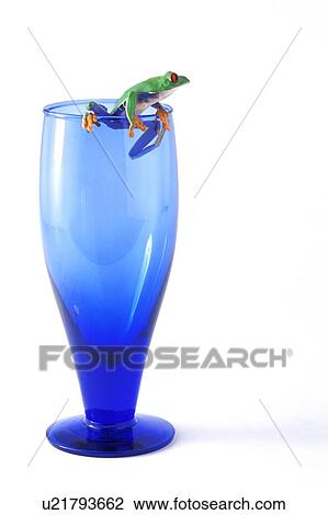 A frog on a glass View Large Photo Image Stock Image - A frog on a glass. Fotosearch