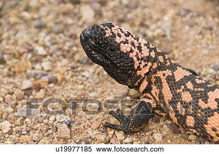 A gila monster (Heloderma suspectum suspectum) crawling across the Sonoran desert floor View Large Photo Image Stock Photography - A gila monster (Heloderma suspectum suspectum) crawling across the Sonoran desert floor . Fotosearch