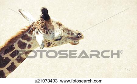 A giraffe View Large Photo Image Stock Image - A giraffe. Fotosearch