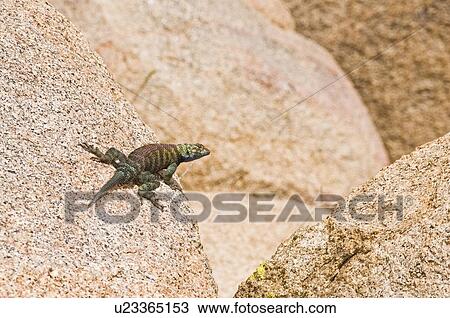 Stock Image - A granite spiny lizard (Sceloporus orcutti) perched on a granite boulder . Fotosearch