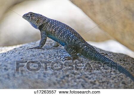 Stock Photo - A granite spiny lizard (Sceloporus orcutti). Fotosearch