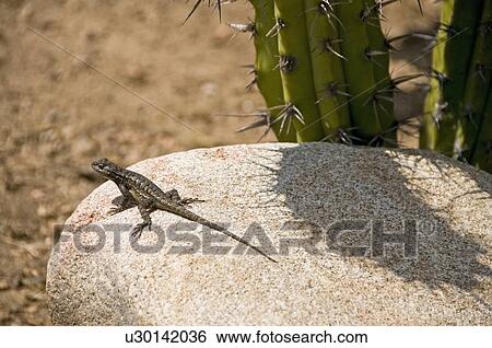 A Great Basin fence lizard (Sceloporus occidentalis longipes) basking on a boulder View Large Photo Image Stock Photograph - A Great Basin fence lizard (Sceloporus occidentalis longipes) basking on a boulder . Fotosearch
