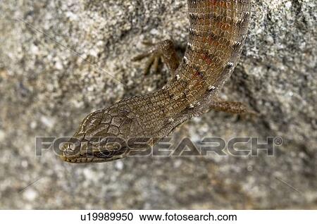 A juvenile San Diego alligator lizard, (Elgaria multicarinata webbii), California, USA; lizard sitting on a boulder View Large Photo Image Stock Image - A juvenile San Diego alligator lizard, (Elgaria multicarinata webbii), California, USA; lizard sitting on a boulder . Fotosearch